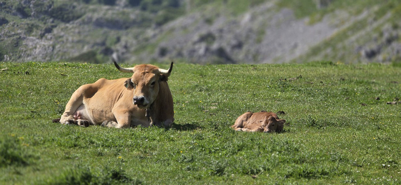 Cantabria